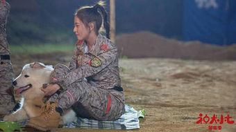 神犬小七3电视剧全集,忠诚守护，再续传奇之旅